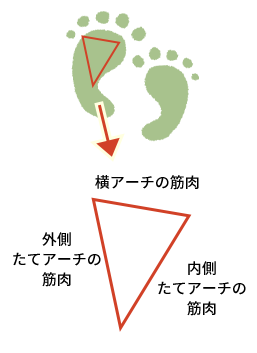 足裏の筋肉